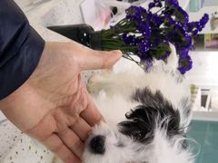 -莘程宠物医院(金山店)