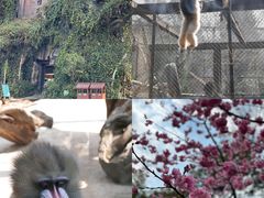 -云南野生动物园