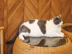-MOCHA明星猫咖(田子坊店)
