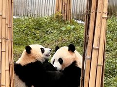 -卧龙中华大熊猫苑神树坪基地