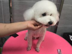 -宠福鑫康馨动物医院·骨科·眼科