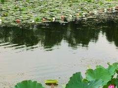 -东平国家森林公园