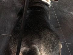 我要的小桃心，哈哈哈-Goku PET SHOP宠物视觉生活馆(双井店)