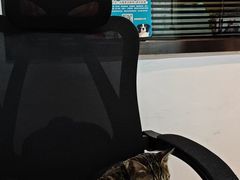 -御宝贝·A梦猫科宠物医院(国际猫友好医院)