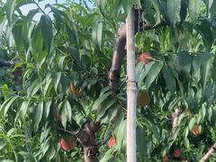 -老袁家蜜桃农场·阳山水蜜桃