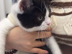 -瑞派康怡24h宠物医院·犬猫医疗中心·微创绝育(瑞景分院)