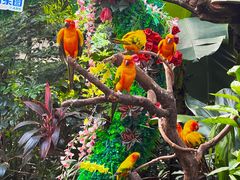 -广州长隆飞鸟乐园