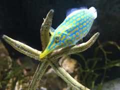 -暹罗海洋世界