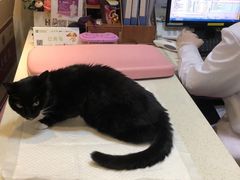 -宠爱国际动物医院· 猫科· 外科·中兽医(长白店)