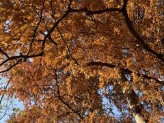 -十八棵（老龙井）御茶园(老龙井店)