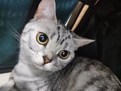 -纳吉亚猫专科动物诊疗中心(蒋宅口分院)