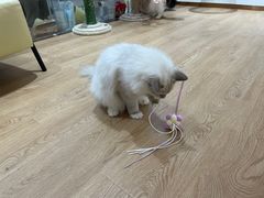 -1013 PET SHOP精品宠物商店(丁香店)