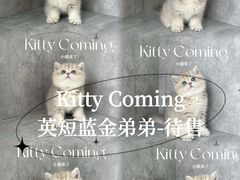 -小猫来了·猫舍(红山六九七九店)
