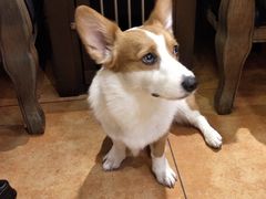 -more than meow吴止猫主题餐厅(承德 中船汇店)