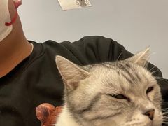 -BABIT巴比特宠物(MOMOPARK店)