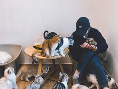 -有喵·猫咖·狗咖·30几只猫10只小狗(岗厦店)