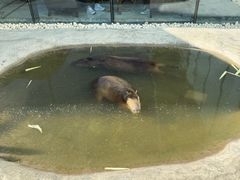 -廊坊固安福朋喜来登酒店