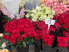 -曲阳花鸟市场(曲阳路店)