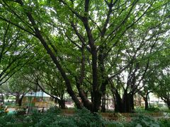 -东风公园