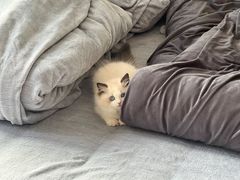 -欣宠猫屋·矮脚拿破仑·蓝金金渐层