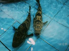 -虎门不夜天海鲜市场