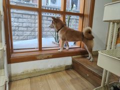 -是阿柴呀！柴犬咖啡·爱喵喵猫咖