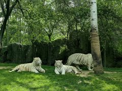 -北京野生动物园