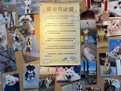 -翊宠yipet猫狗购宠庄园犬舍•猫舍