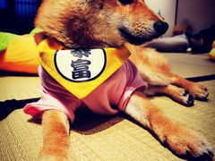 -逗柴咖啡屋·狗咖猫咖宠物桌游