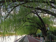 -沙澧河风景区