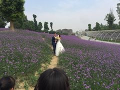 -秀丽东方