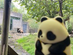-都江堰中华大熊猫苑