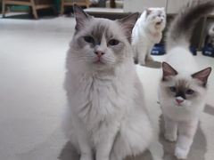 -藏猫猫咖啡主题馆(中央大道店)