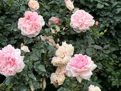 -人民公园(罗湖区)