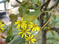 -ChaKo Flora ·茶子花艺 (市北店)