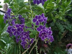 -中国科学院华南植物园