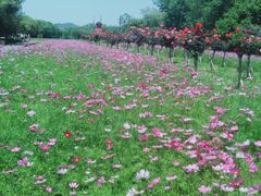 -白塔湖国家湿地公园