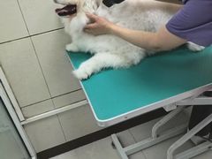 -北京观赏动物医院·24小时大型综合·猫专科·异宠专科
