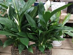 -秦美花卉(天朗·莱茵小城2期店)