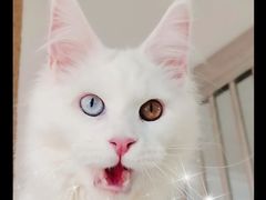 -十年猫舍·猫咪专门店(普陀店)