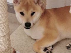 -浣熊柯尔鸭土拨鼠·电玩咖