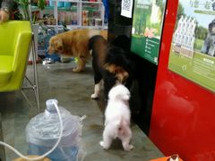 -暖阳宠物医院·犬猫康复中心·骨科