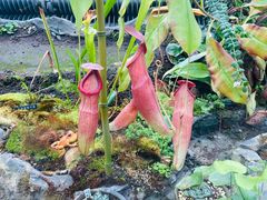 -国家植物园南园