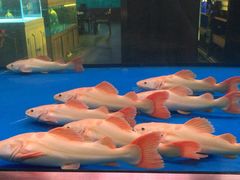 -中环花鸟鱼虫市场