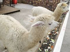 -J Create城市露营咖啡·简餐·宠物(上海动物园店)