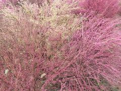 -汉长安城未央宫国家考古遗址公园