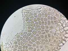 -佳雯宠物医院(金华南路分院)