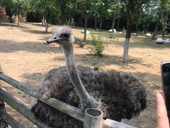 -大连森林动物园