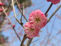 -香雪海