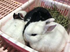 -藦茜花园宠物主题亲子互动体验馆(国顺东路店)